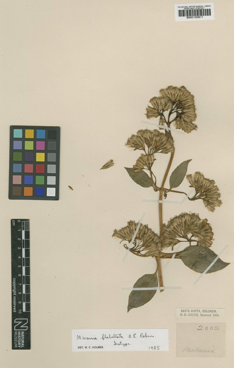 Mikania flabellata photo 3