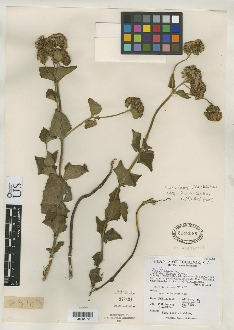 Mikania fosbergii