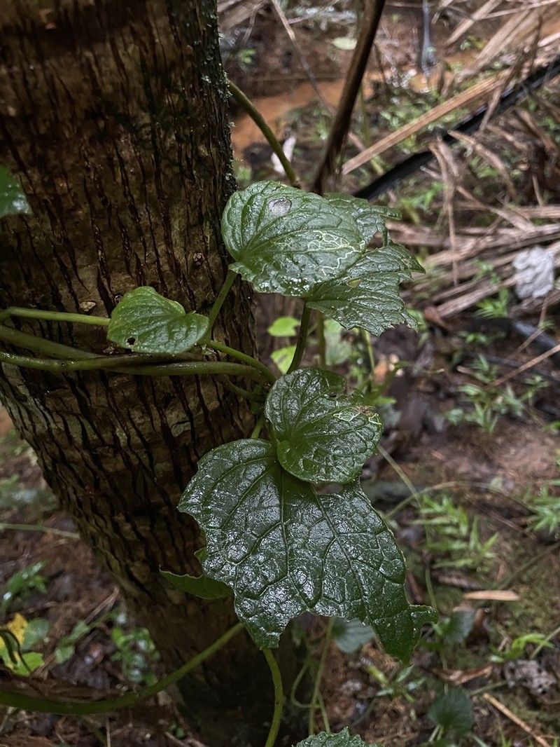 Fragile Hempvine