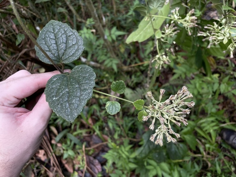 Fragile Hempvine photo 2