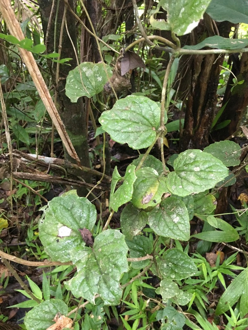 Fragile Hempvine photo 3