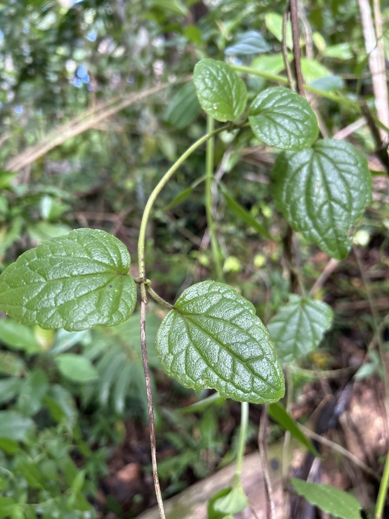 Fragile Hempvine photo 4