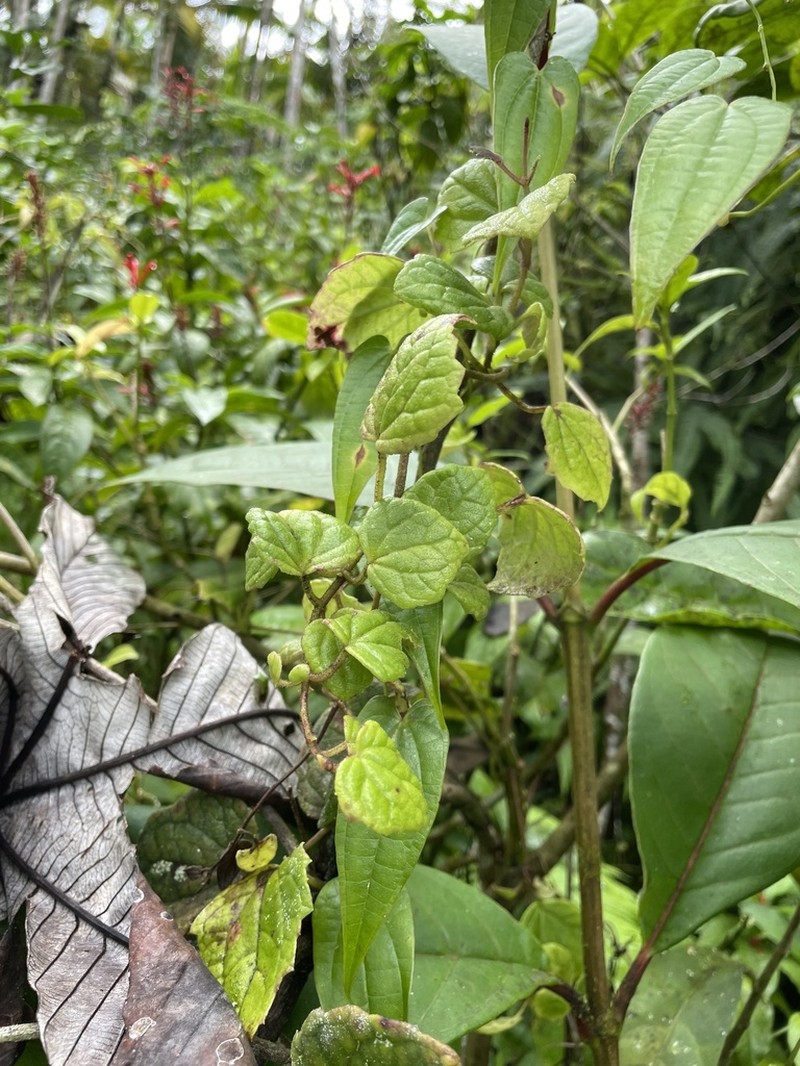 Fragile Hempvine photo 5