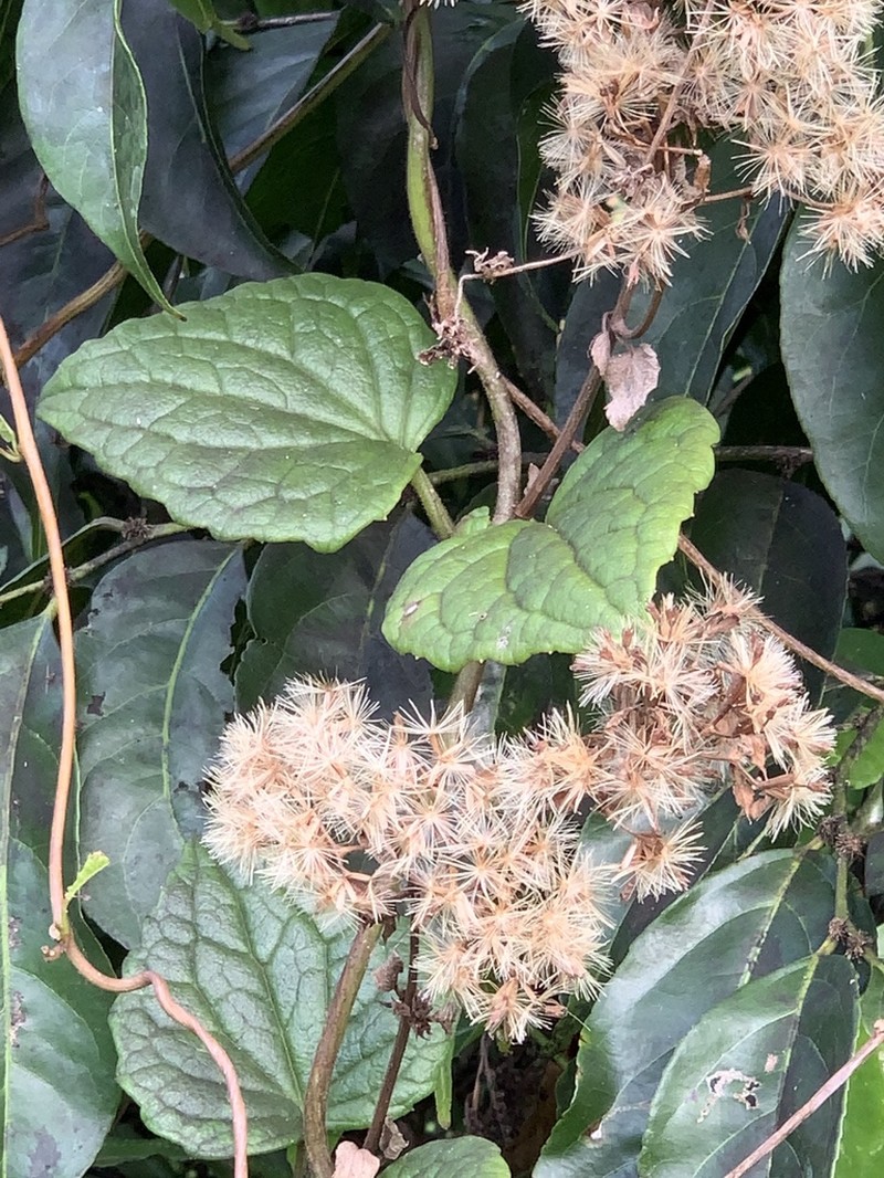 Fragile Hempvine photo 6