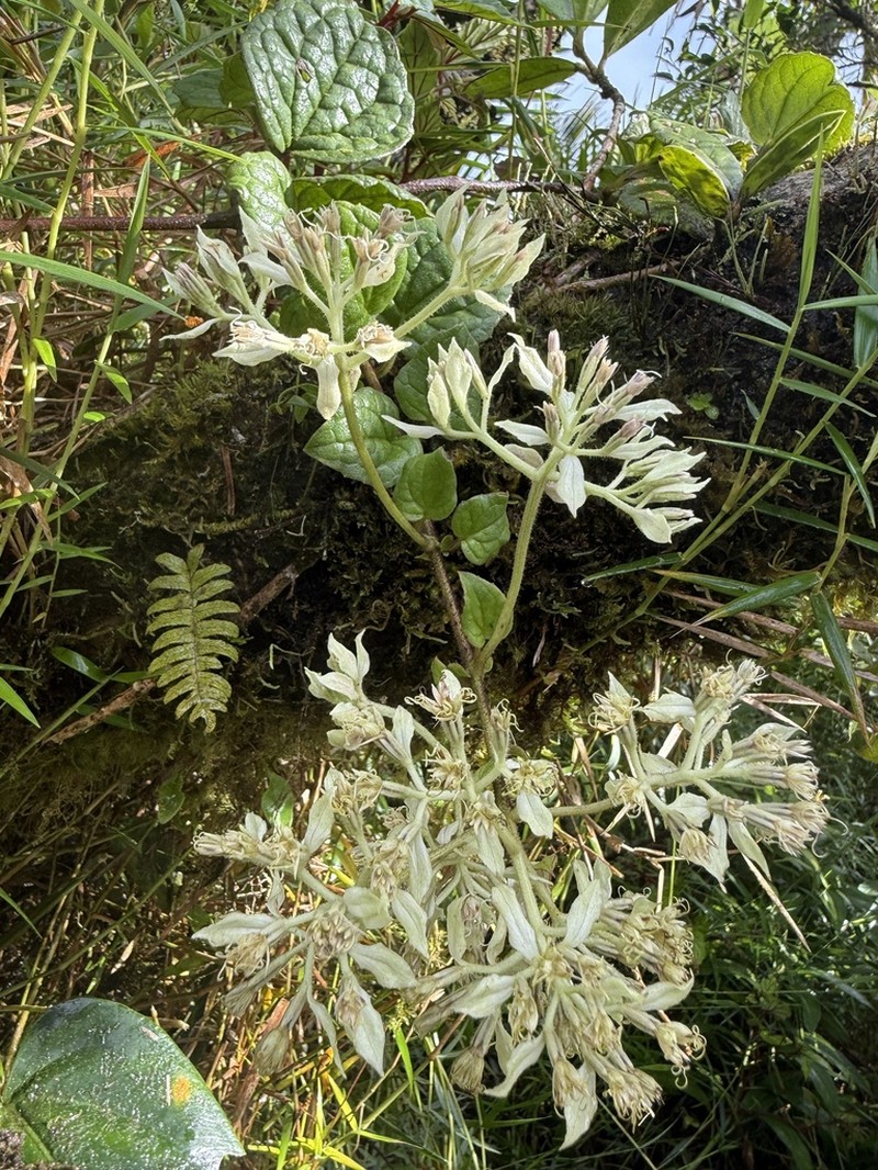 Fragile Hempvine photo 7