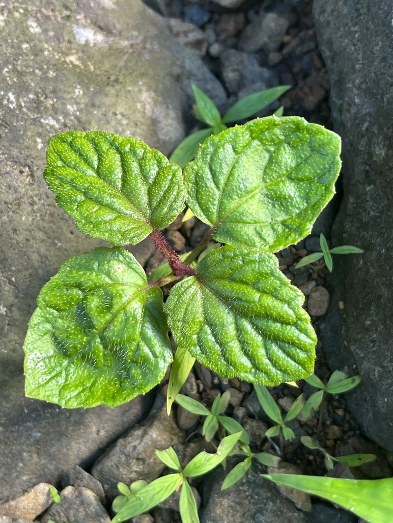 Fragile Hempvine photo 8