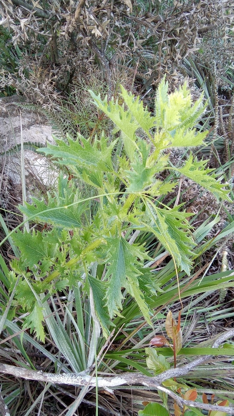 Mikania fulva