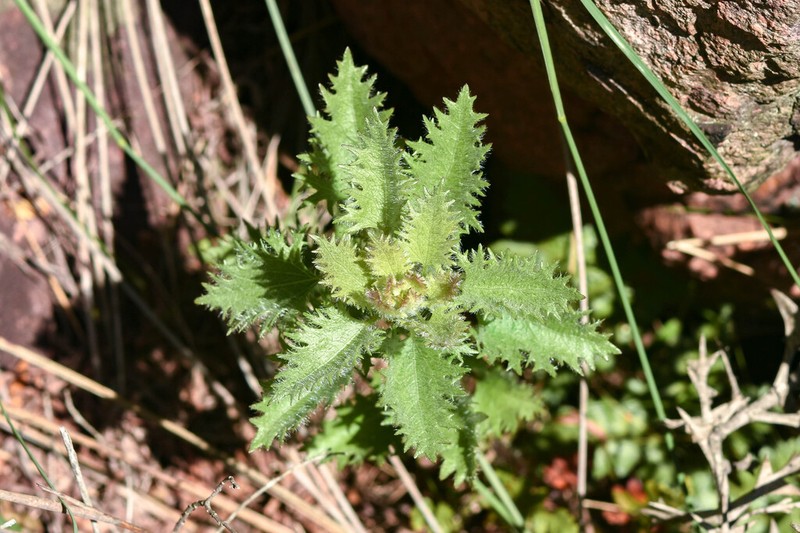Mikania fulva photo 2