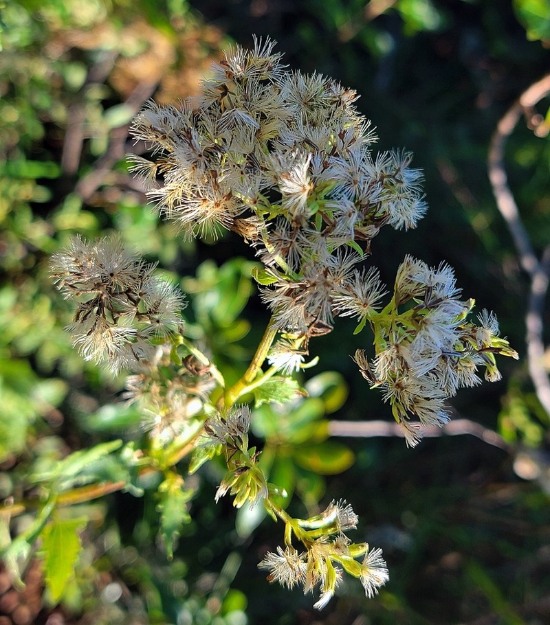 Mikania fulva photo 3