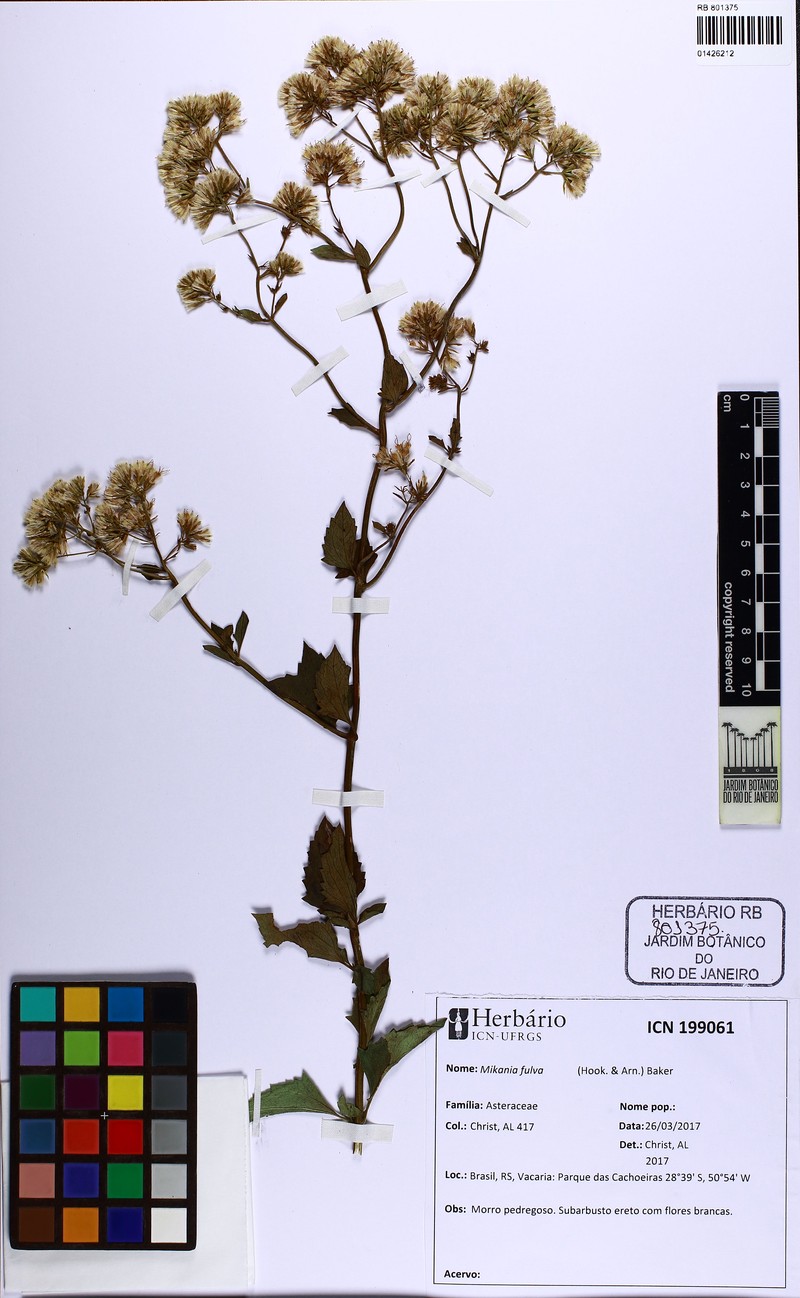 Mikania fulva photo 4