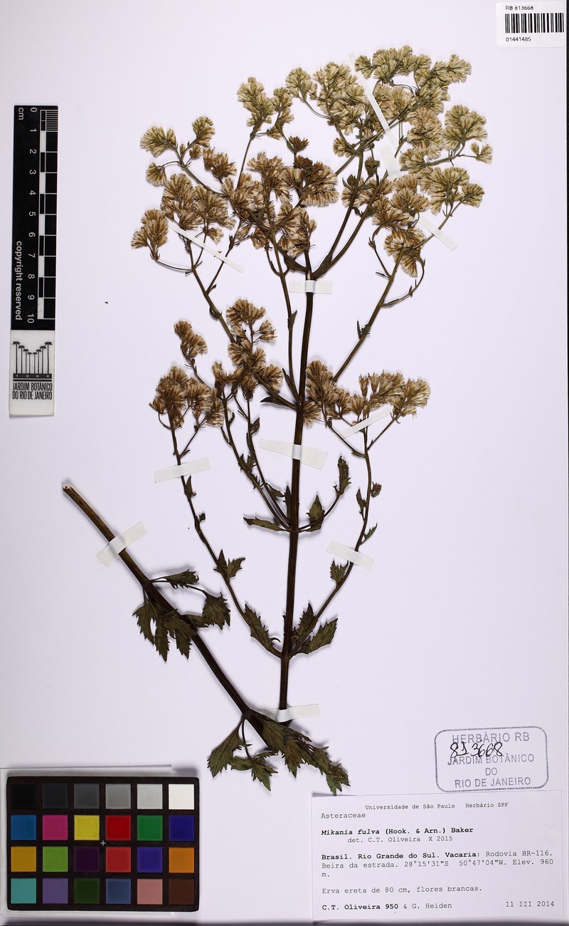 Mikania fulva photo 5