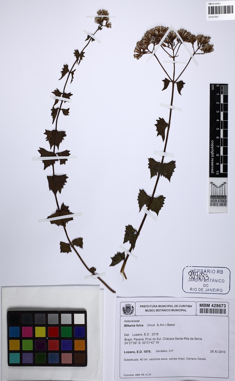 Mikania fulva photo 6
