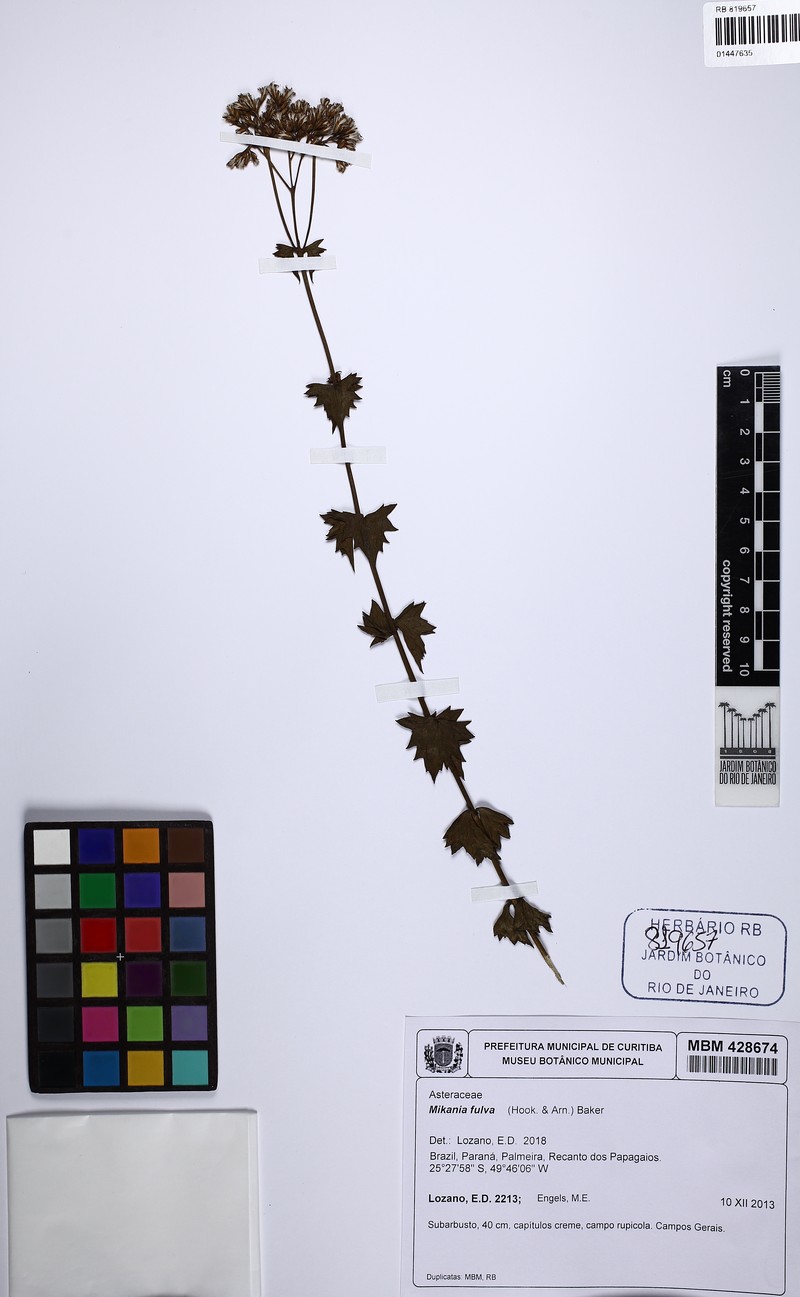 Mikania fulva photo 7