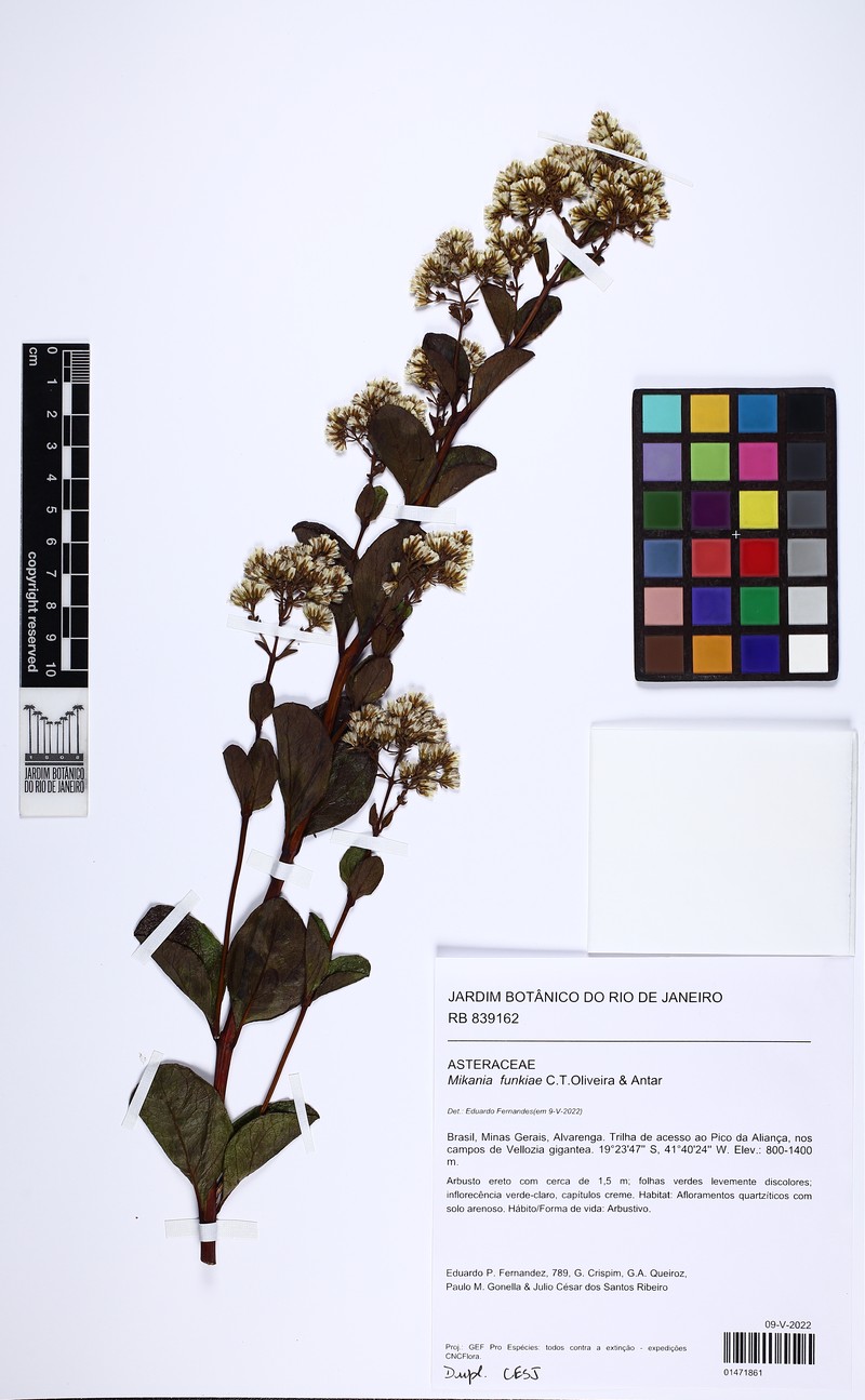Mikania funkiae
