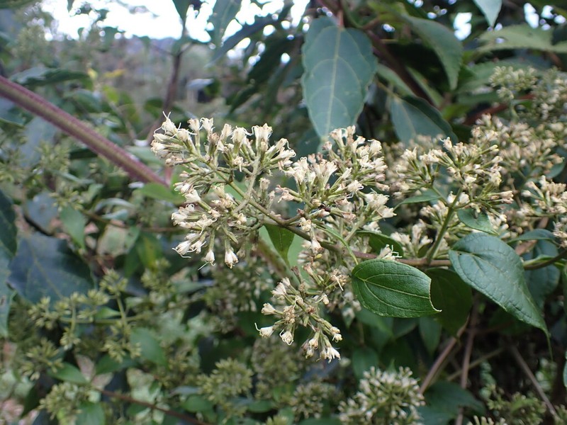 Mikania glandulifera