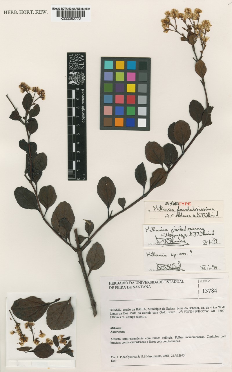 Mikania glandulosissima
