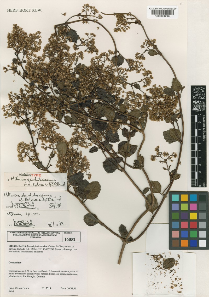 Mikania glandulosissima photo 2