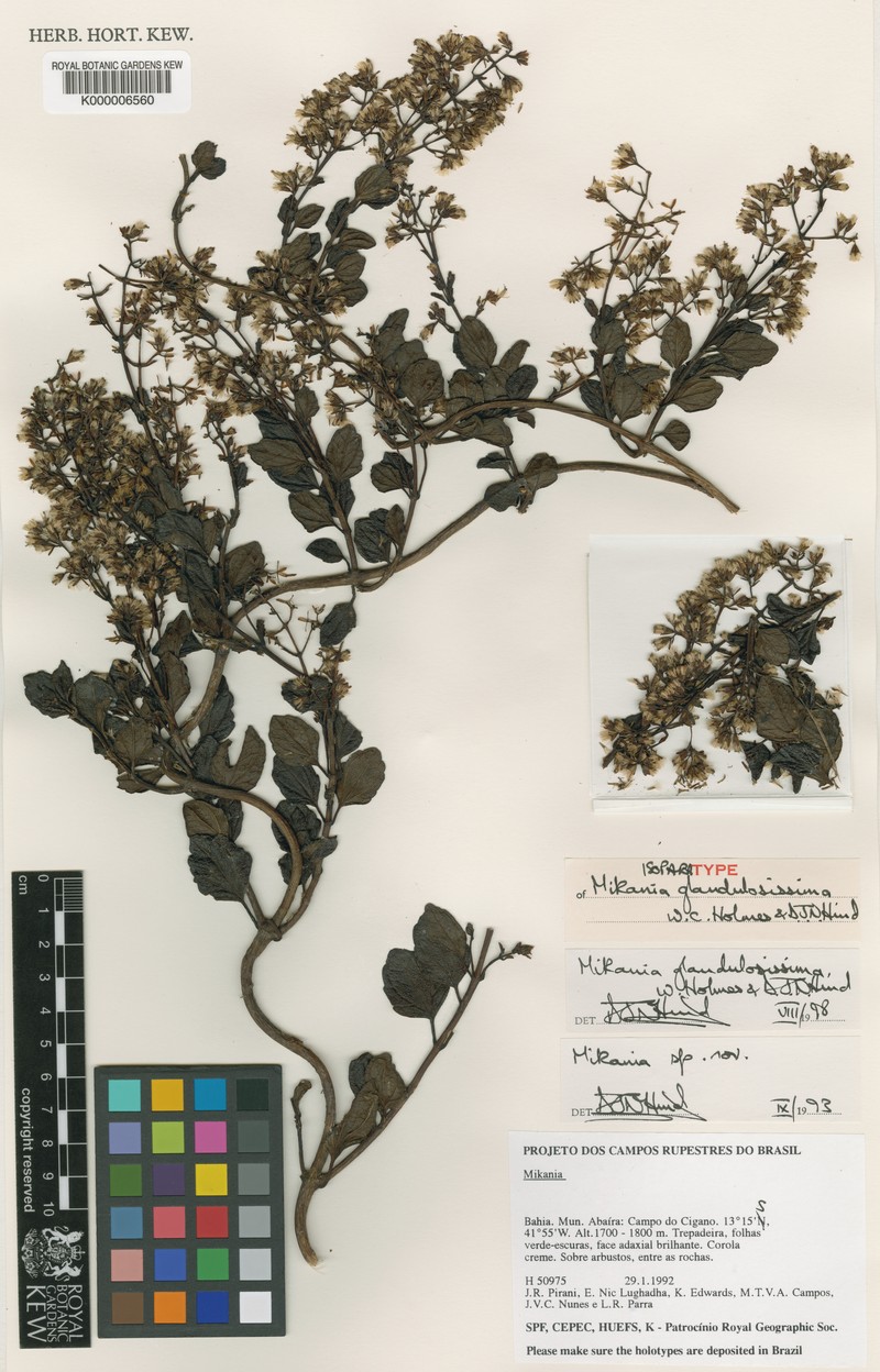 Mikania glandulosissima photo 3