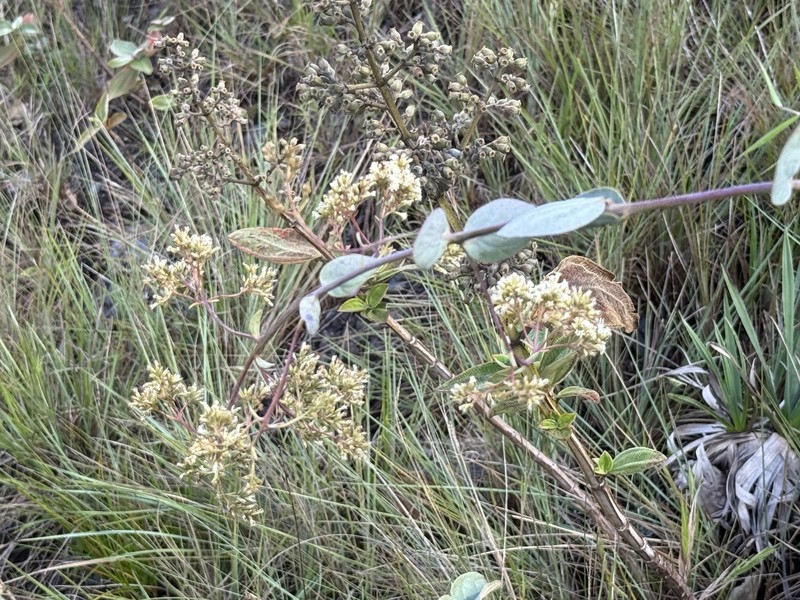 Mikania glauca photo 2