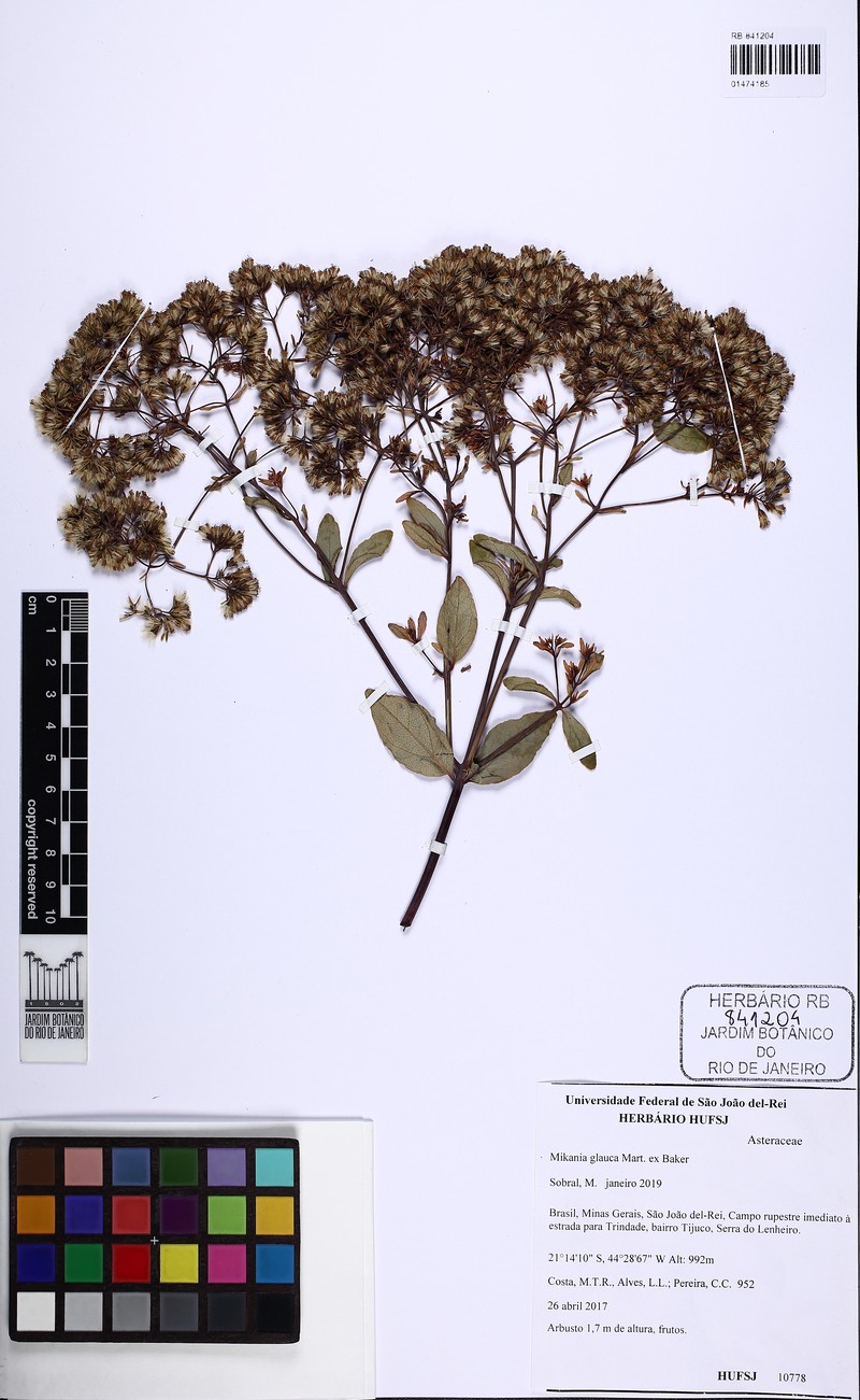 Mikania glauca photo 3
