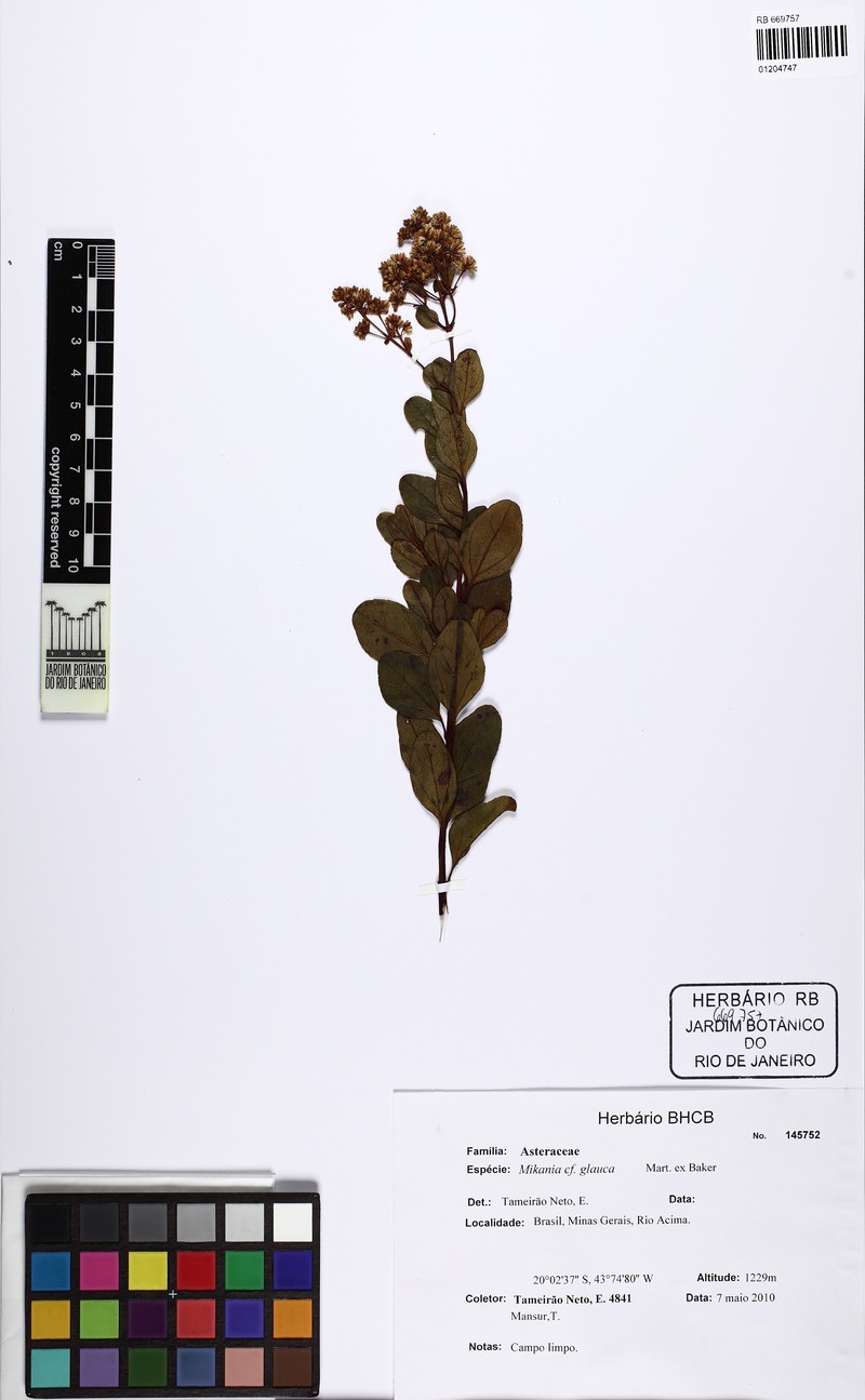 Mikania glauca photo 4