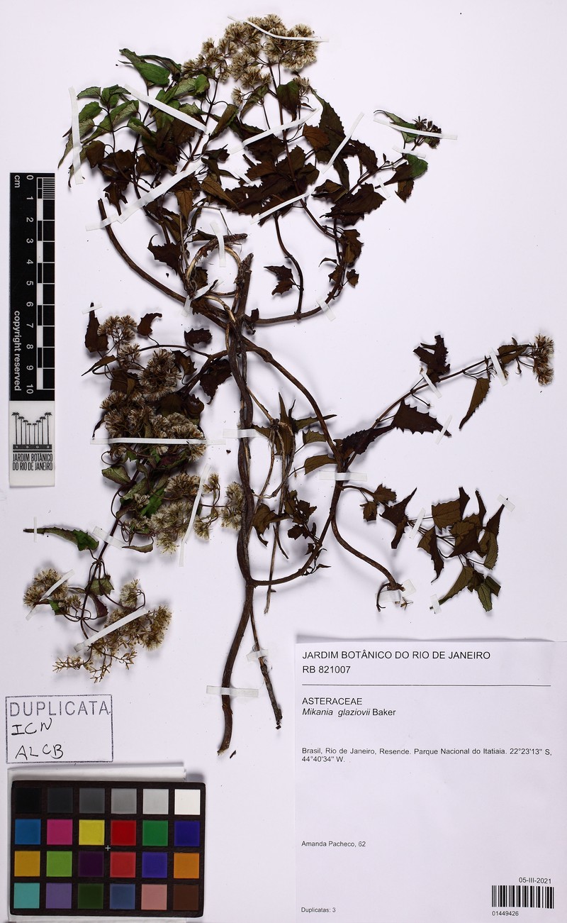 Mikania glaziovii