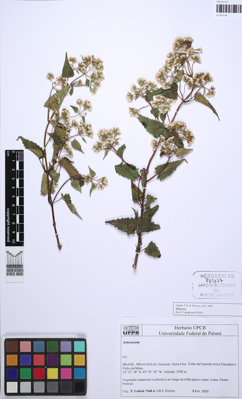 Mikania glaziovii photo 2