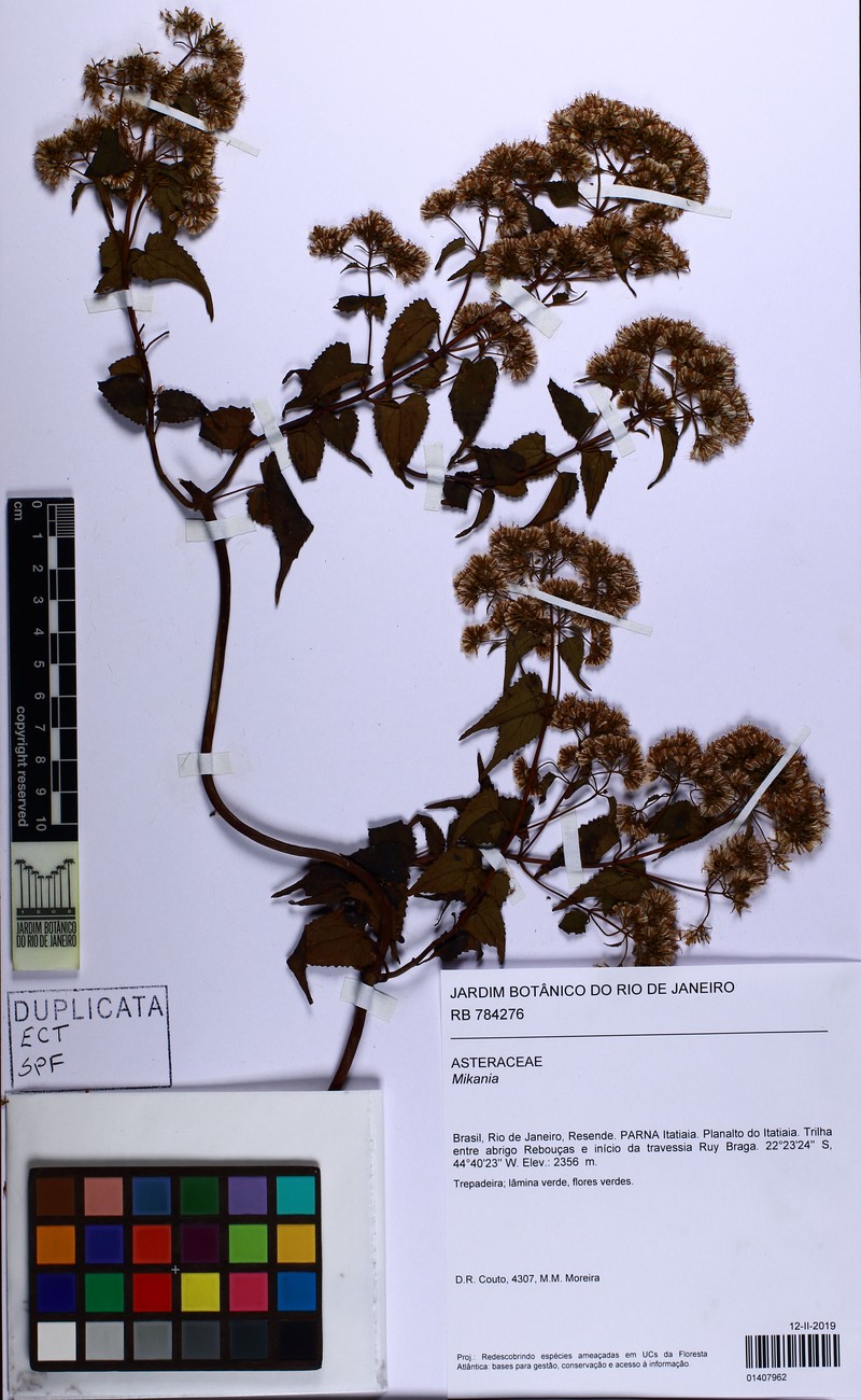 Mikania glaziovii photo 3