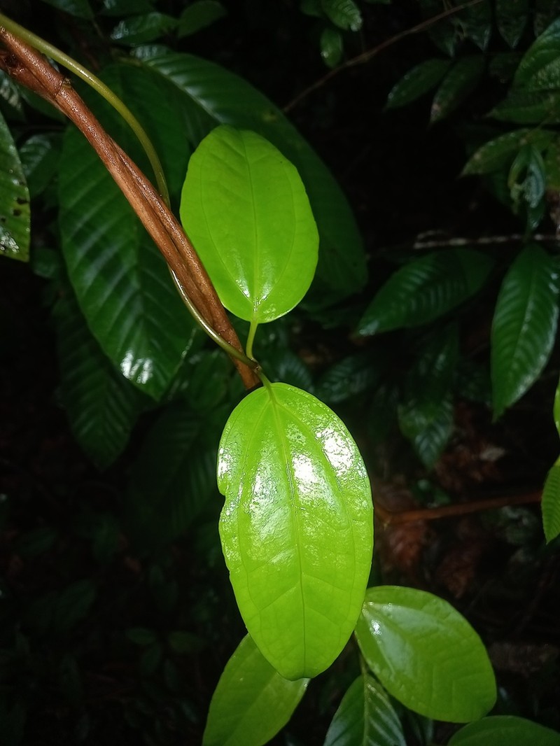 Mikania gleasonii