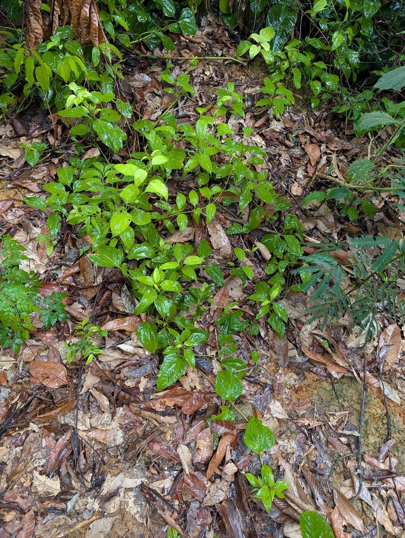 Mikania gleasonii photo 2