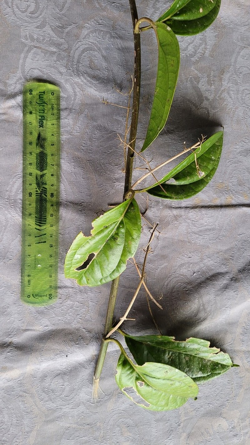 Mikania gleasonii photo 3