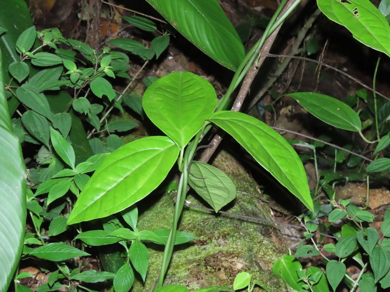 Mikania gleasonii photo 5