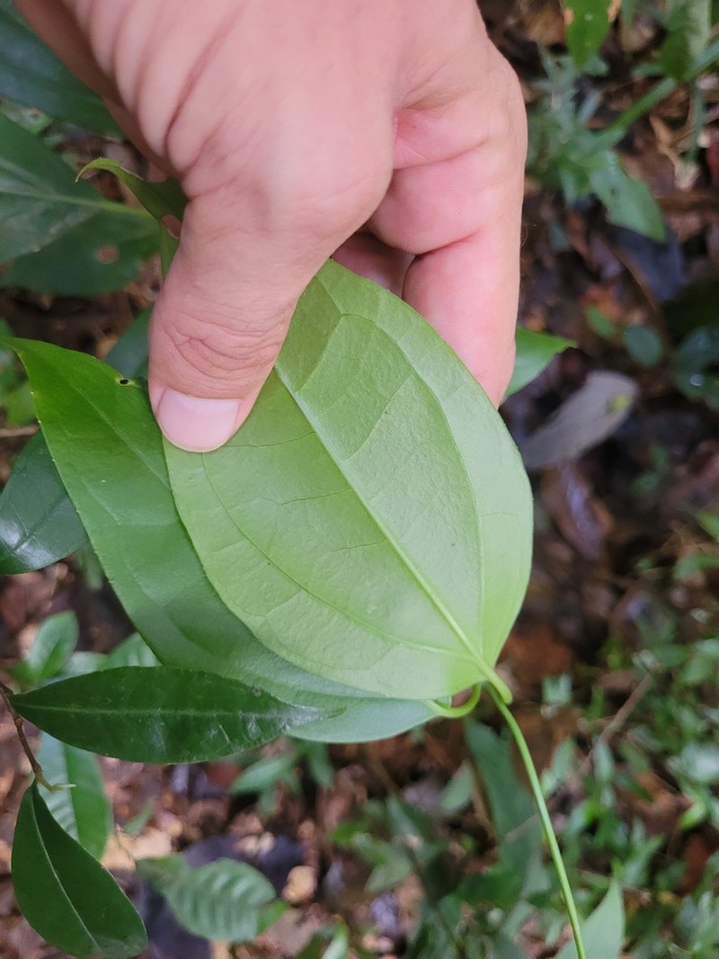 Mikania gleasonii photo 6