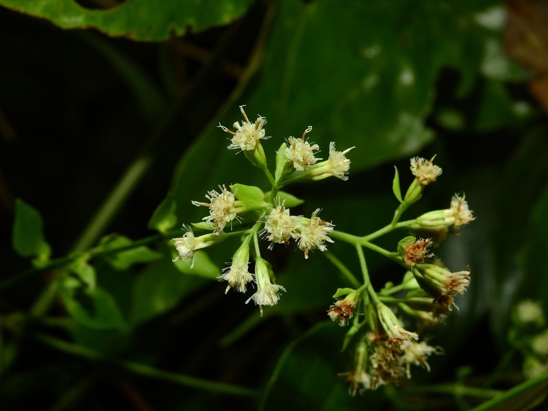Mikania gleasonii photo 7