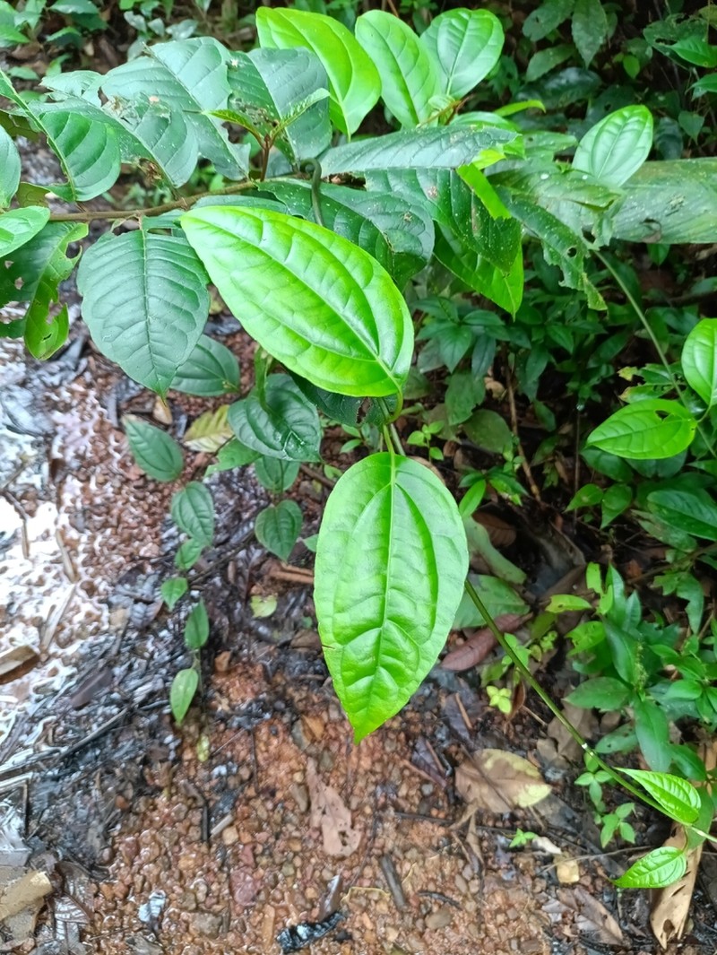 Mikania gleasonii photo 8