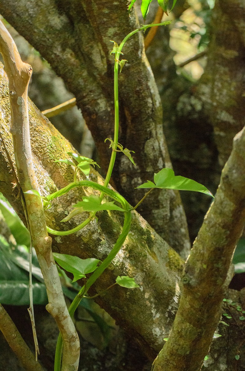 Mikania glomerata