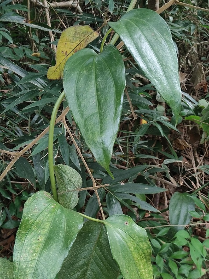 Mikania glomerata photo 2