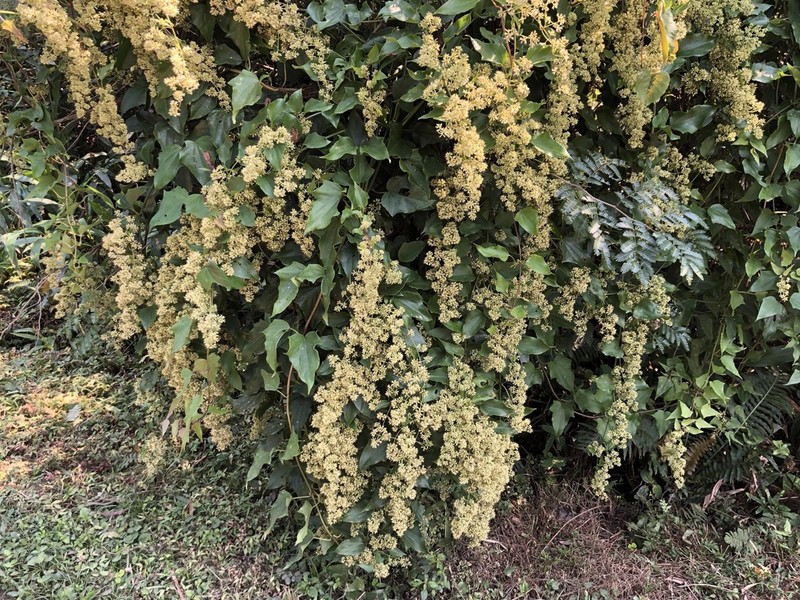 Mikania glomerata photo 3