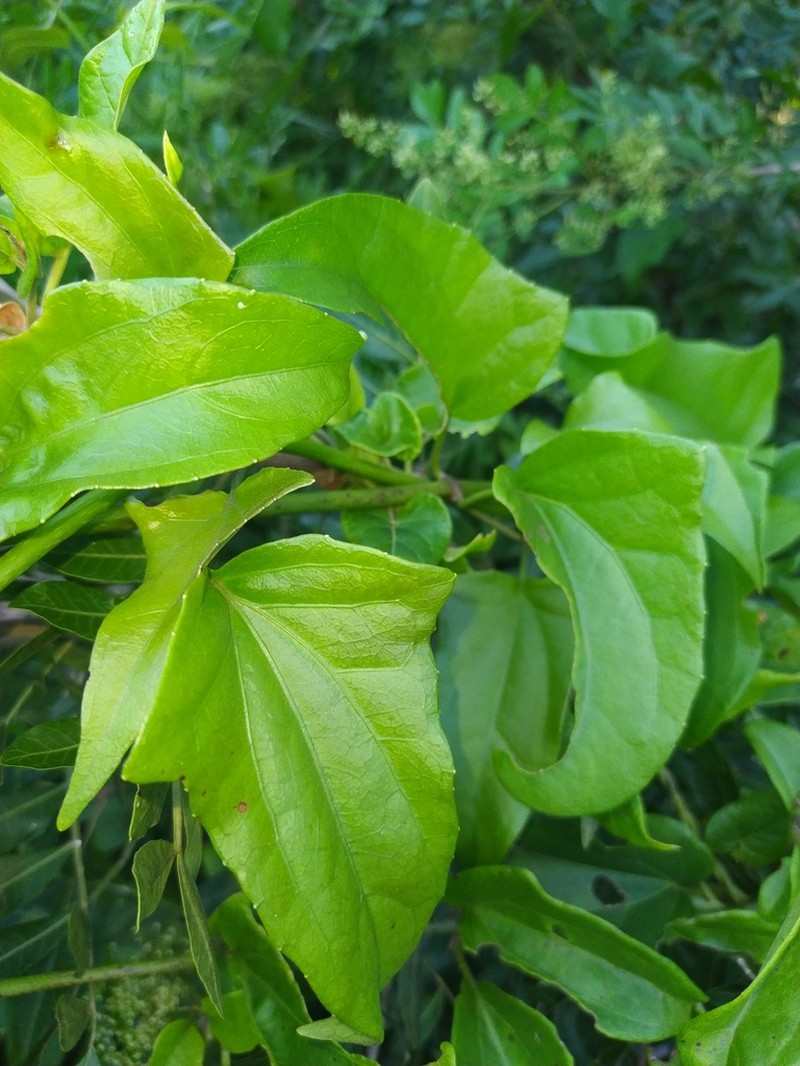 Mikania glomerata photo 4