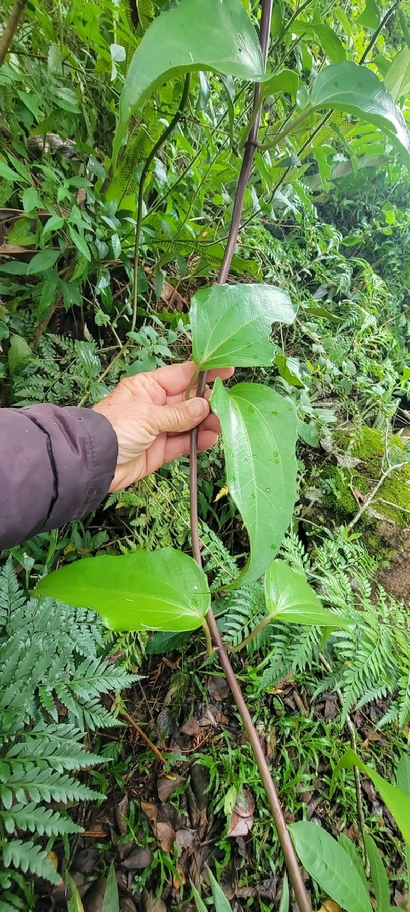 Mikania glomerata photo 5