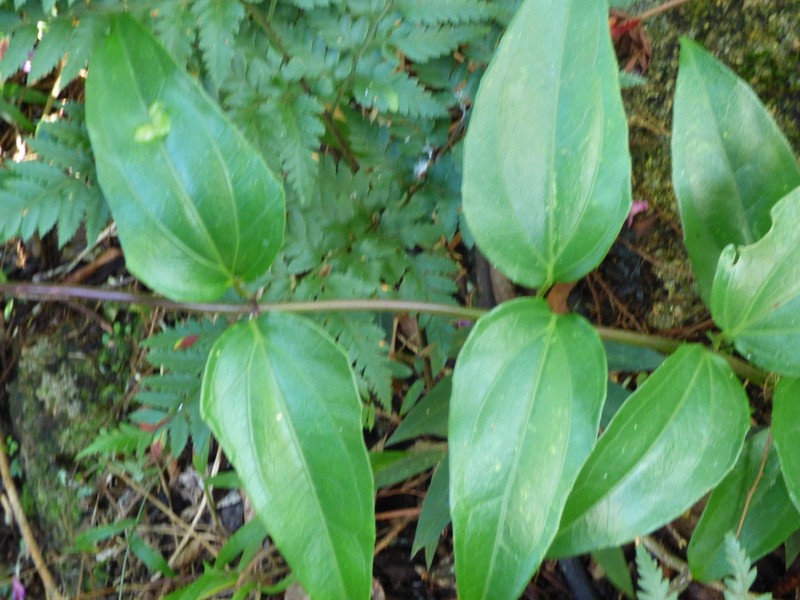 Mikania glomerata photo 6