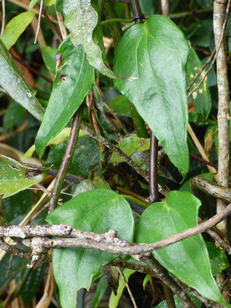 Mikania glomerata photo 7