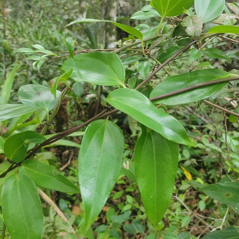 Mikania glomerata photo 8