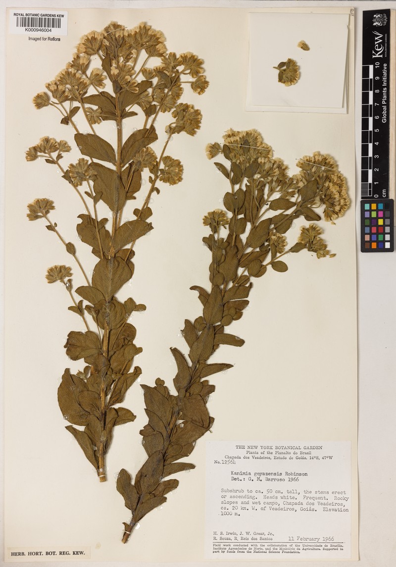 Mikania goyazensis