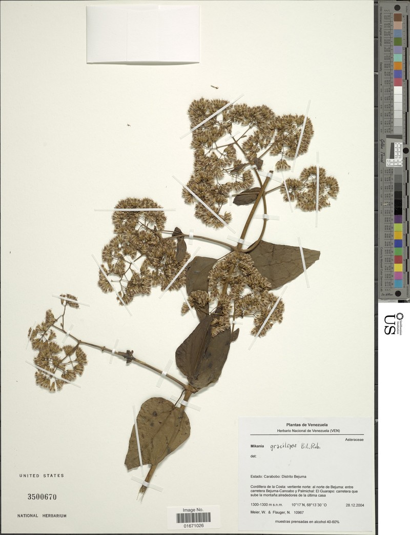Mikania gracilipes