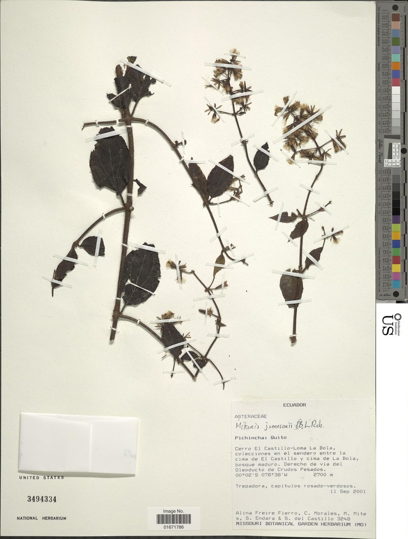 Mikania granulata