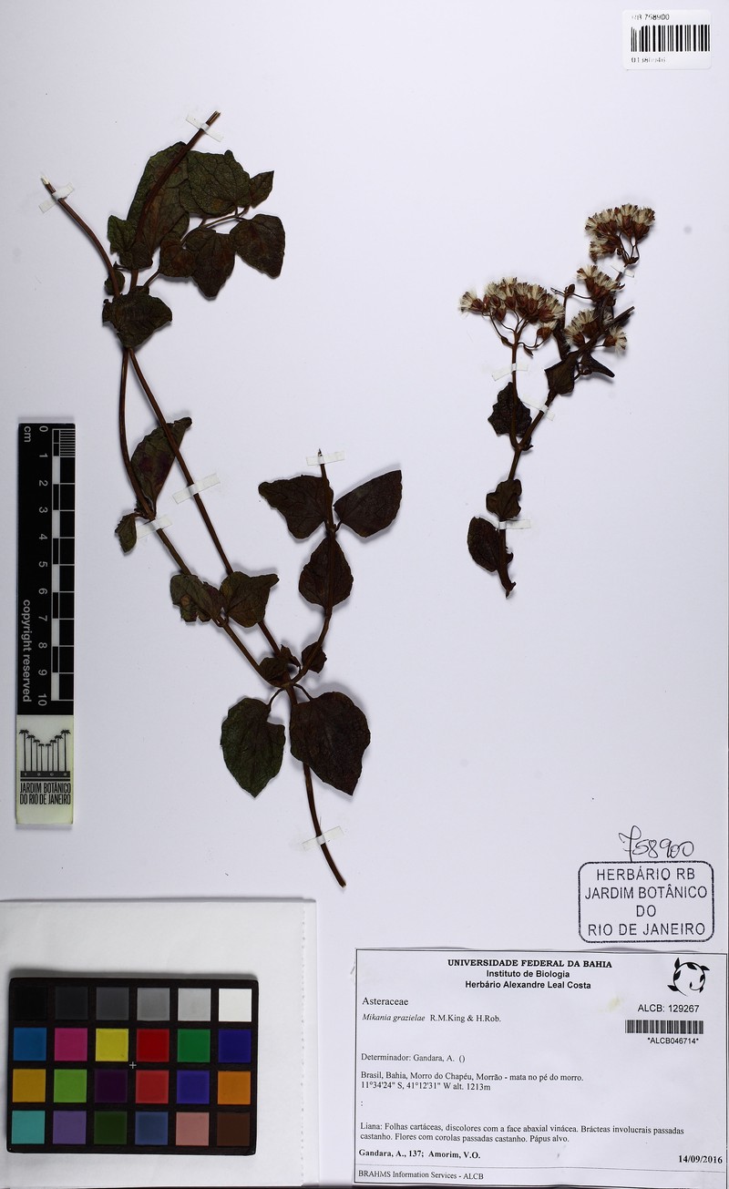 Mikania grazielae