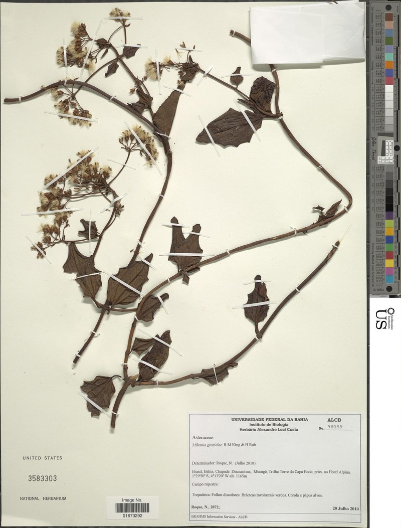 Mikania grazielae photo 2