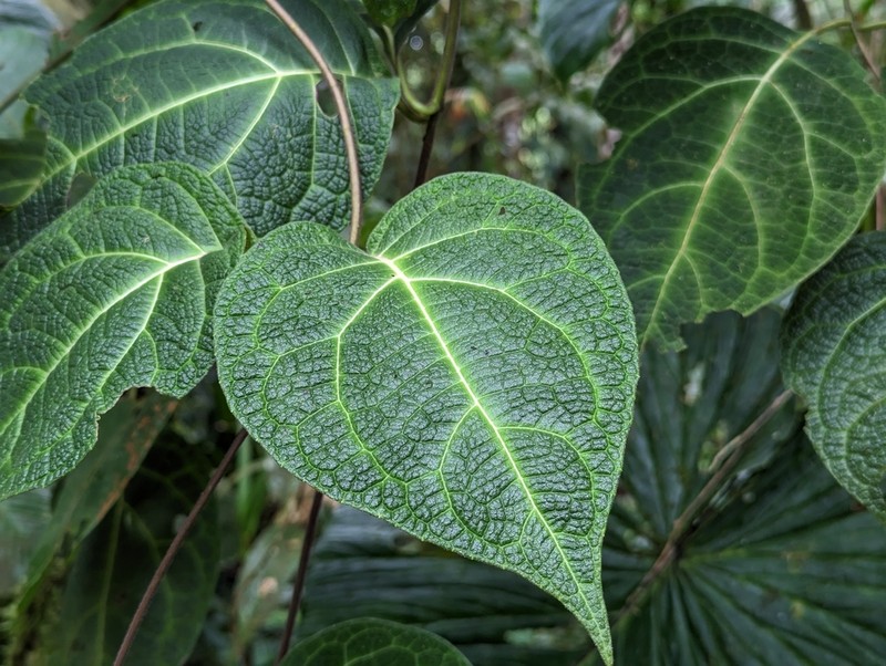 Mikania guaco