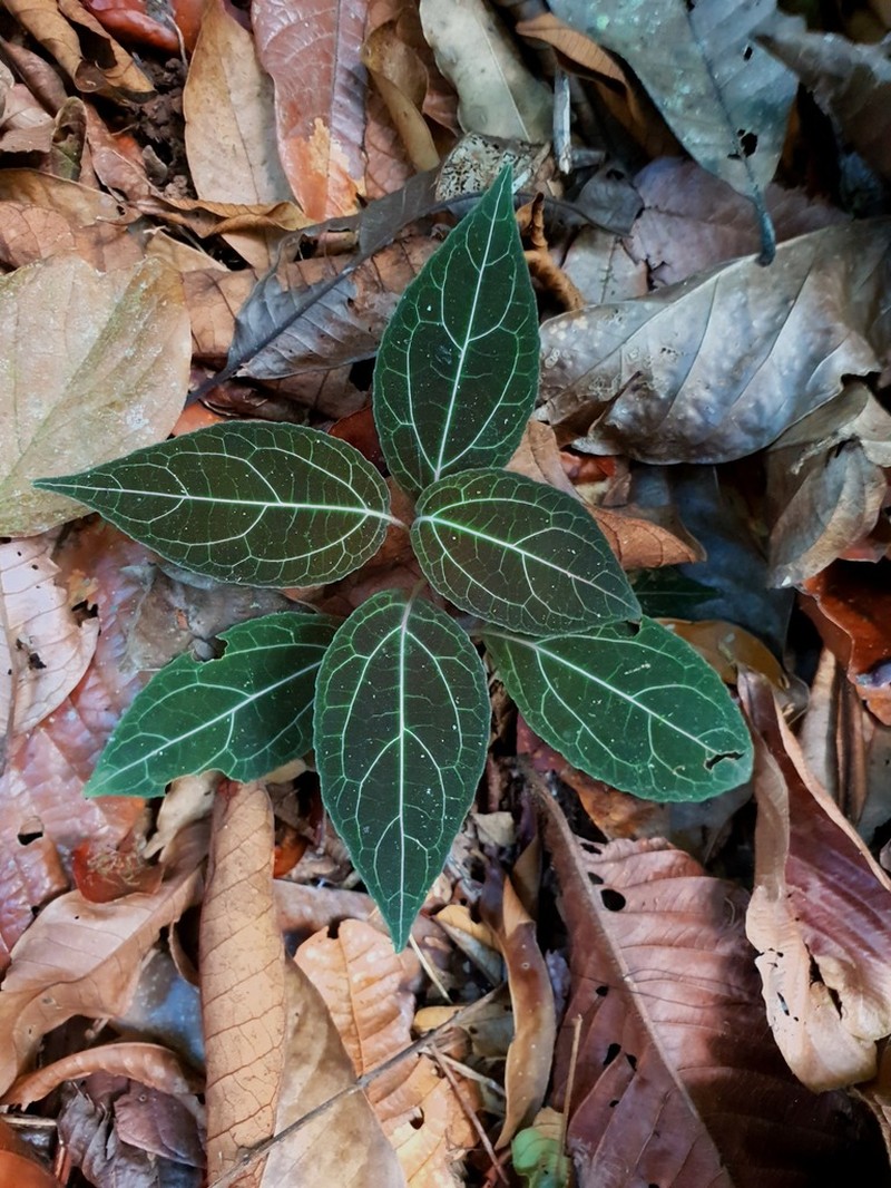Mikania guaco photo 2